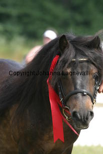 skattenscreol_2031.jpg