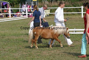 sonofgold_1849.jpg