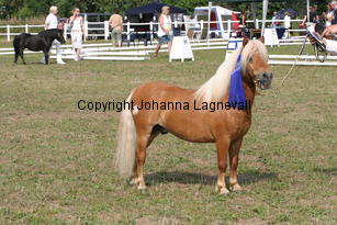 sonofgold_1971.jpg
