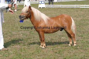 sonofgold_1976.jpg