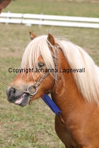 sonofgold_1977.jpg