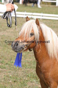 sonofgold_1979.jpg