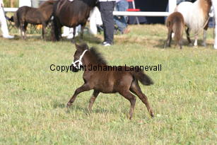 315foal_0880.jpg