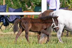 315foal_0885-2.jpg