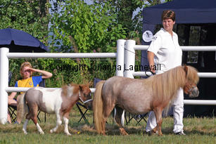 crazycoloursalaika_0834-2.jpg