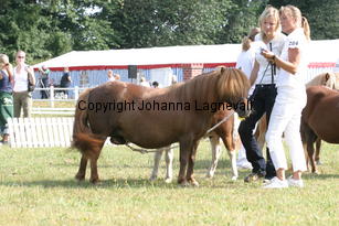 dalsgardscorina_0896.jpg