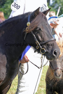 foulafaney_0943-2.jpg
