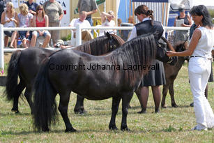 smevallensglory_2153-2.jpg