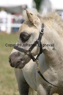 429foal_2151.jpg
