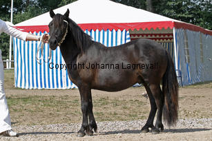emmerosjubilar_1372-2.jpg