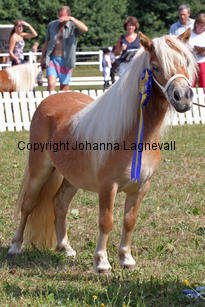 schalenburgsgoldfever_1032-2.jpg