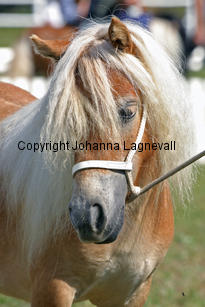 schalenburgsgoldfever_1033-2.jpg