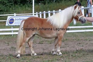 schalenburgsgoldfever_1041-2.jpg