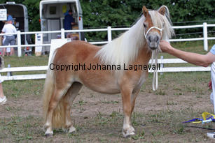 schalenburgsgoldfever_1043-2.jpg