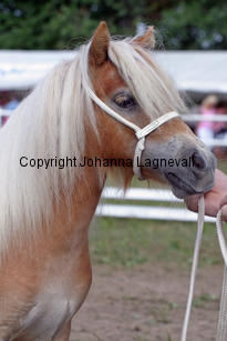 schalenburgsgoldfever_1044-2.jpg