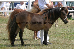 torshojspinja_2193-2.jpg