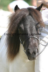 wildsymphonyvdbeatrixlaan_1029-2.jpg