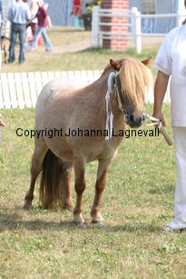 lupina_1838.jpg