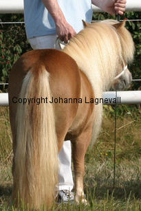 schalenburgsgoldfee_1734-2.jpg
