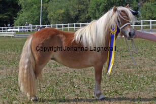 schalenburgsgoldfee_2260-2.jpg