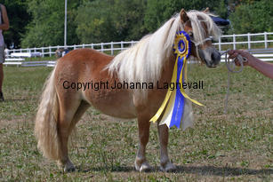 schalenburgsgoldfee_2262-2.jpg