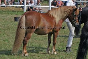gelding_2321-2.jpg