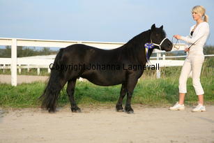 furunashenrietta_6034.jpg