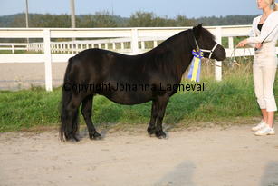 furunashenrietta_6037.jpg
