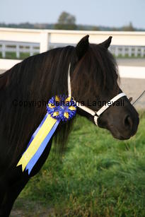 furunashenrietta_6040.jpg