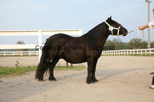 joukevdbolster_6019.jpg