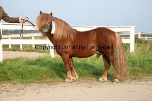 kyllemoseros_5987.jpg