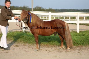 kyllemoseros_5989.jpg