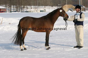 coelenhagesprincethatch_5364.jpg