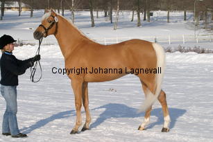 jarno_5392.jpg