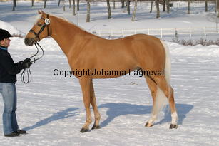 jarno_5397.jpg