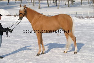 jarno_5398.jpg