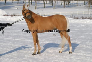 jarno_5400.jpg