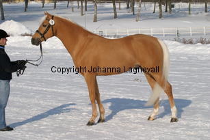 jarno_5401.jpg