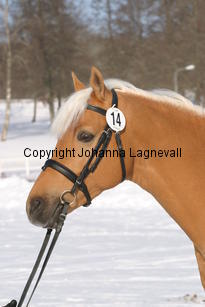 jarno_5402.jpg