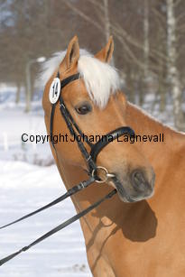jarno_5403.jpg