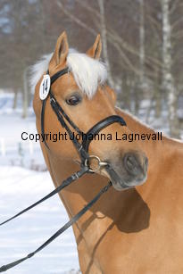 jarno_5404.jpg