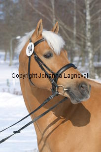jarno_5405.jpg