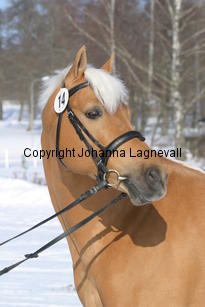 jarno_5406.jpg