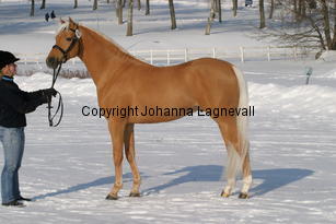 jarno_5408.jpg