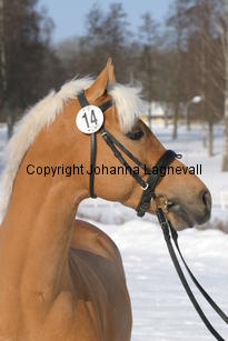 jarno_5412.jpg