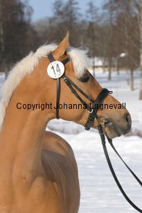 jarno_5413.jpg