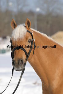 jarno_5416.jpg