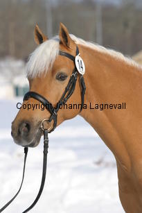 jarno_5417.jpg