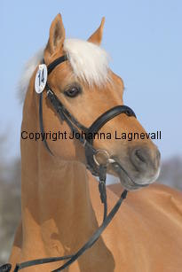 jarno_5419.jpg