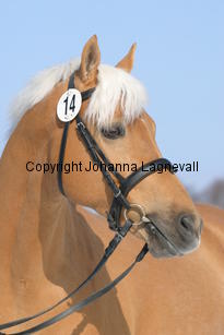 jarno_5421.jpg